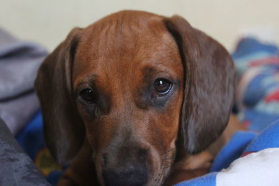 Close-up portrait of dog relaxing on bed