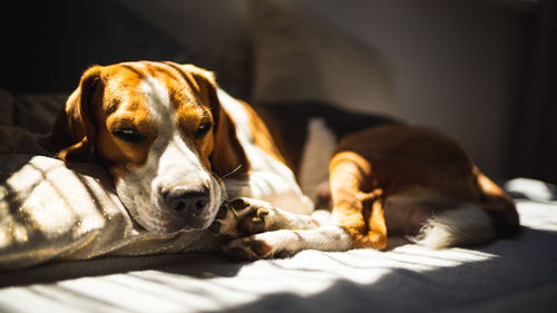 Close-up of dog resting on bed at home