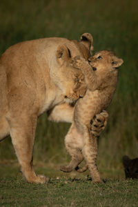 Cub playing with lioness on grass