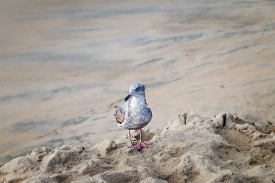 Bird perching on a beach