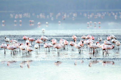 Flock of birds in lake