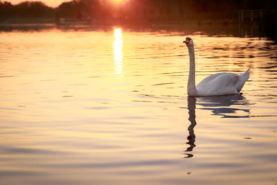 Swan floating on lake during sunset