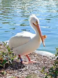 Swan on lake