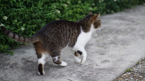 Side view of a cat looking away