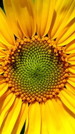 Full frame shot of sunflower blooming outdoors