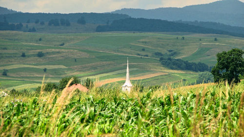 High angle view of agricultural field