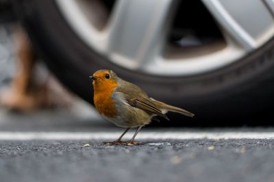 Close-up of bird perching on a car