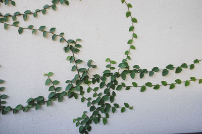 Leaf pattern of coatbuttons, mexican daisy plant.