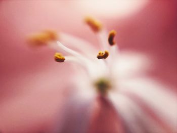 Macro shot of pink flowering plant