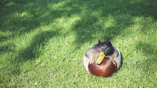 High angle view of duck on field