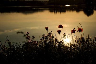 Close-up of poppies on field against sky during sunset