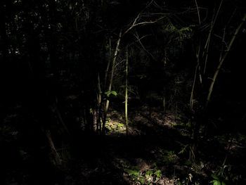 Trees in forest at night