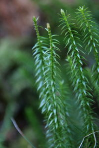 Close-up of fresh green leaves