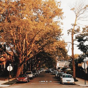 Street amidst trees against sky in city
