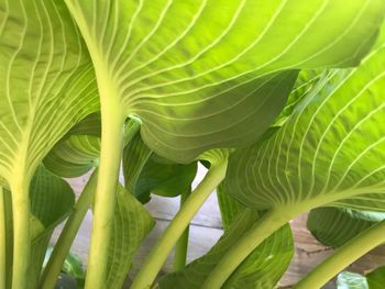 Close-up of green leaves