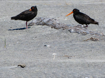 Bird perching on ground