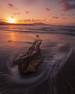 Tree on beach against sky during sunset