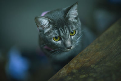 Close-up portrait of a cat