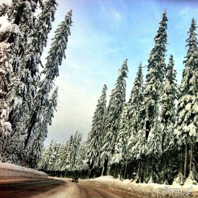 tree, snow, winter, sky, tranquility, cold temperature, tranquil scene, nature, tree trunk, landscape, beauty in nature, scenics, the way forward, road, growth, non-urban scene, season, day, outdoors, blue