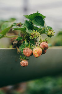 Close-up of fruits growing on plant