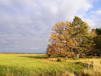 Tree on field against sky