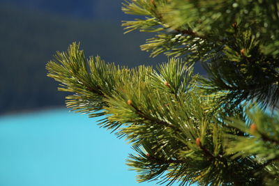 Close-up of a tree