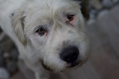 Close-up portrait of a dog