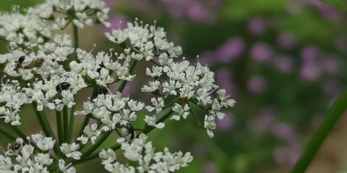 Close-up of white flowering plant