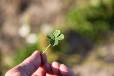 Cropped image of person holding leaf