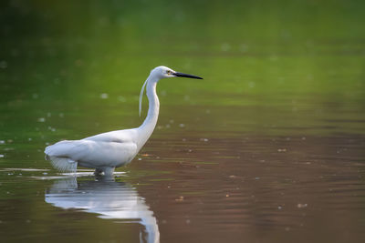 Image of little egret looking for food in the swamp on nature background. bird. animals.