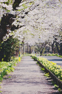 View of white flowering plants in park