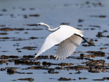 The little egret, egretta garzetta, in flight on the cervia's salt pans, image horizontal