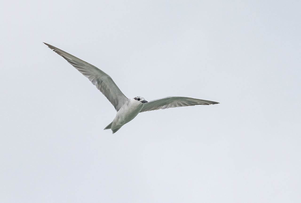 LOW ANGLE VIEW OF A BIRD FLYING