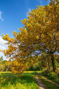 Scenic view of trees during autumn