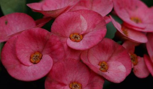 Close-up of pink flowers