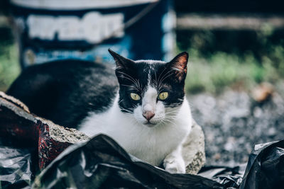 Close-up portrait of a cat