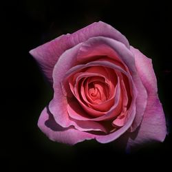 Close-up of pink rose against black background