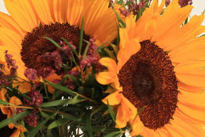 Close-up of sunflower