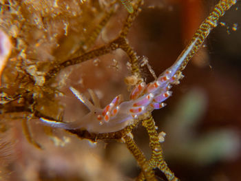 Close-up of jellyfish in sea