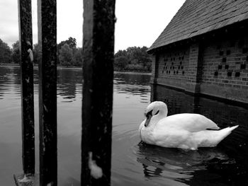 Swan swimming in canal