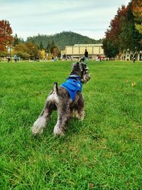 Rear view of schnauzer on grassy field