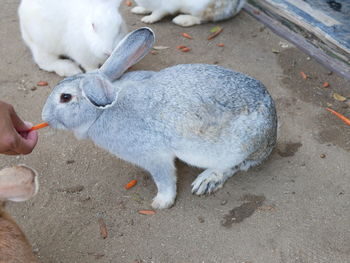 High angle view of hand feeding