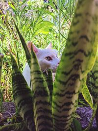 animal