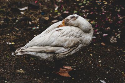 Close-up of bird