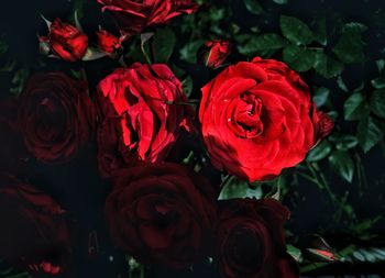 Close-up of red roses