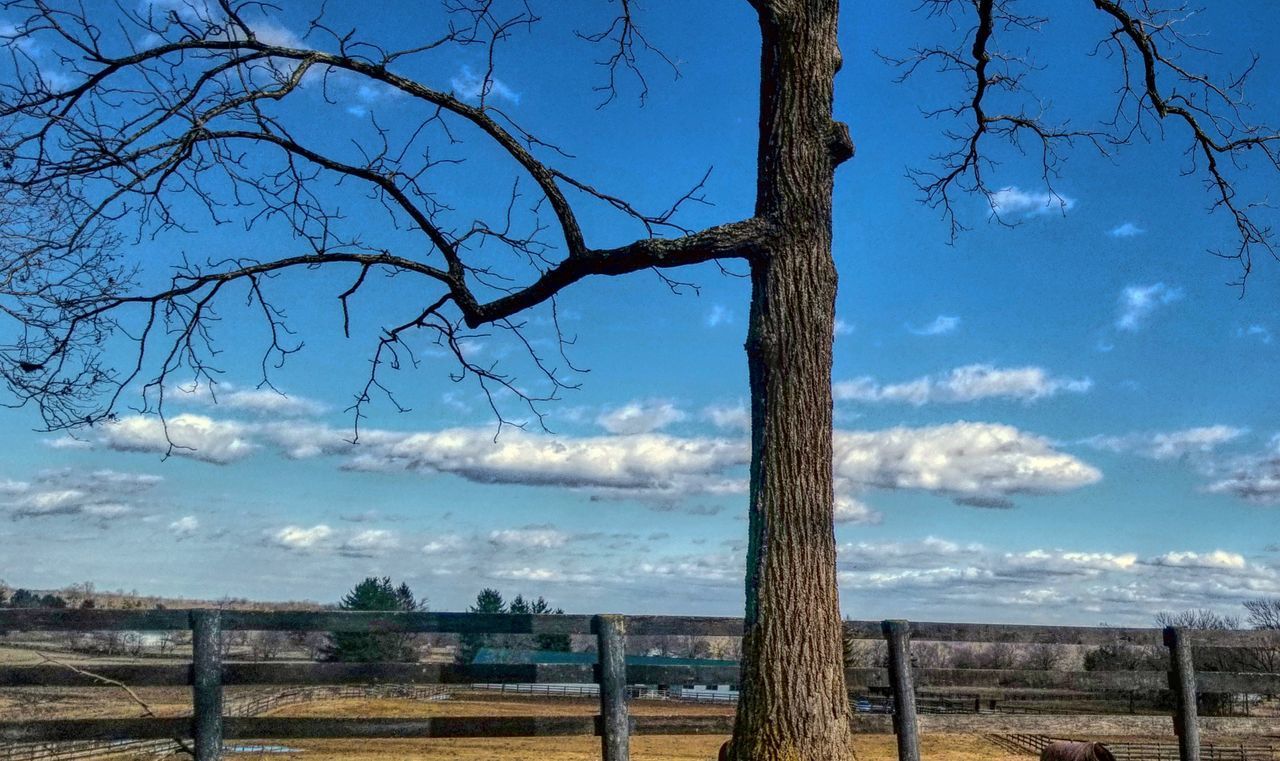 BARE TREE AGAINST SKY