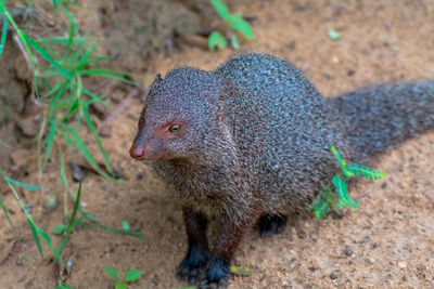 Mongoose on field at yala national park