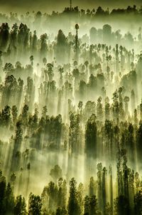 Panoramic view of trees in forest against sky at sunset