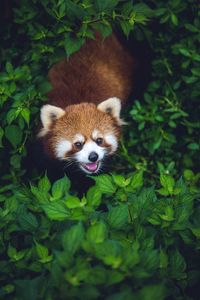 Portrait of red panda