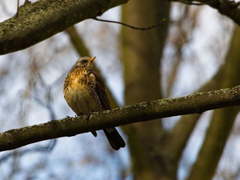 Close-up of bird perching on branch